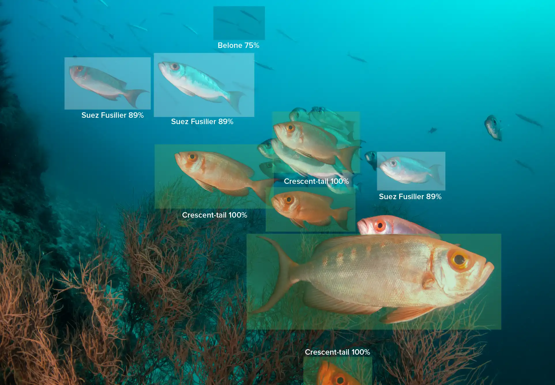 Labeling fishes to build fish identifier app